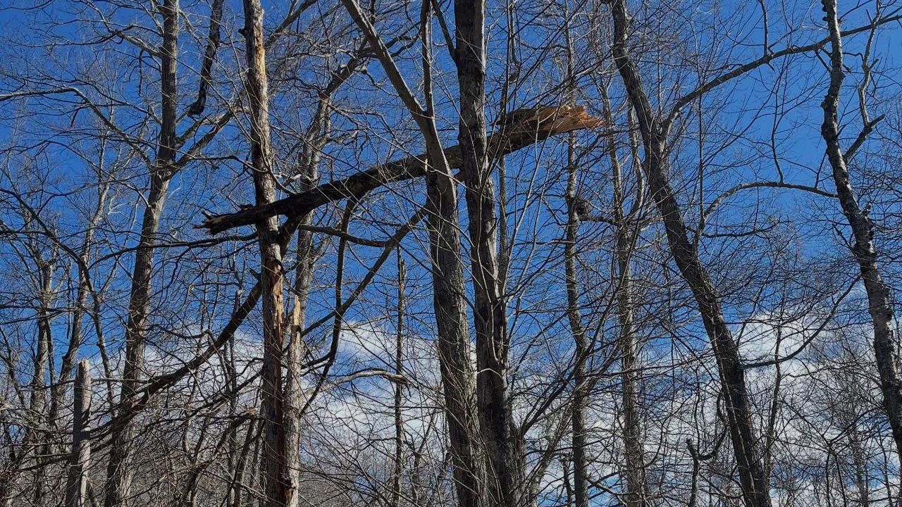 Bare hardwoods against a blue March sky, a broken limb hung up in the crown of one of them.