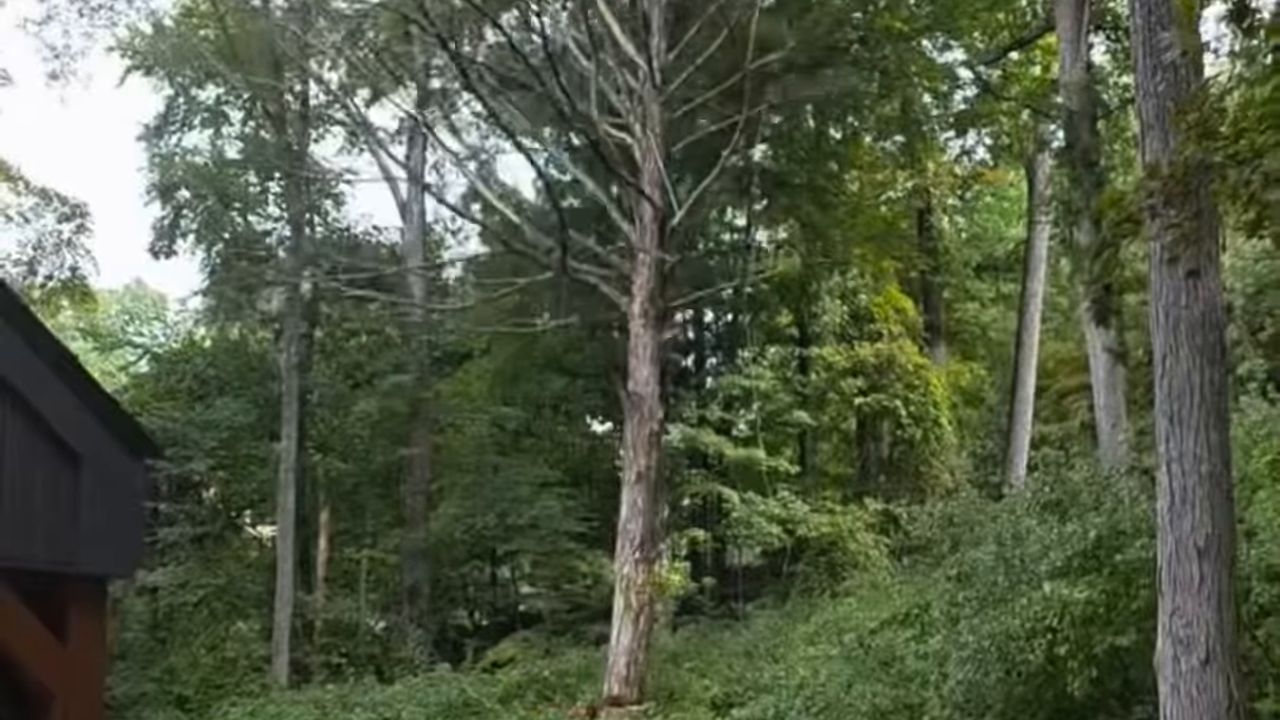 A tall dead tree among live ones behind a house, the one the reel takes down.