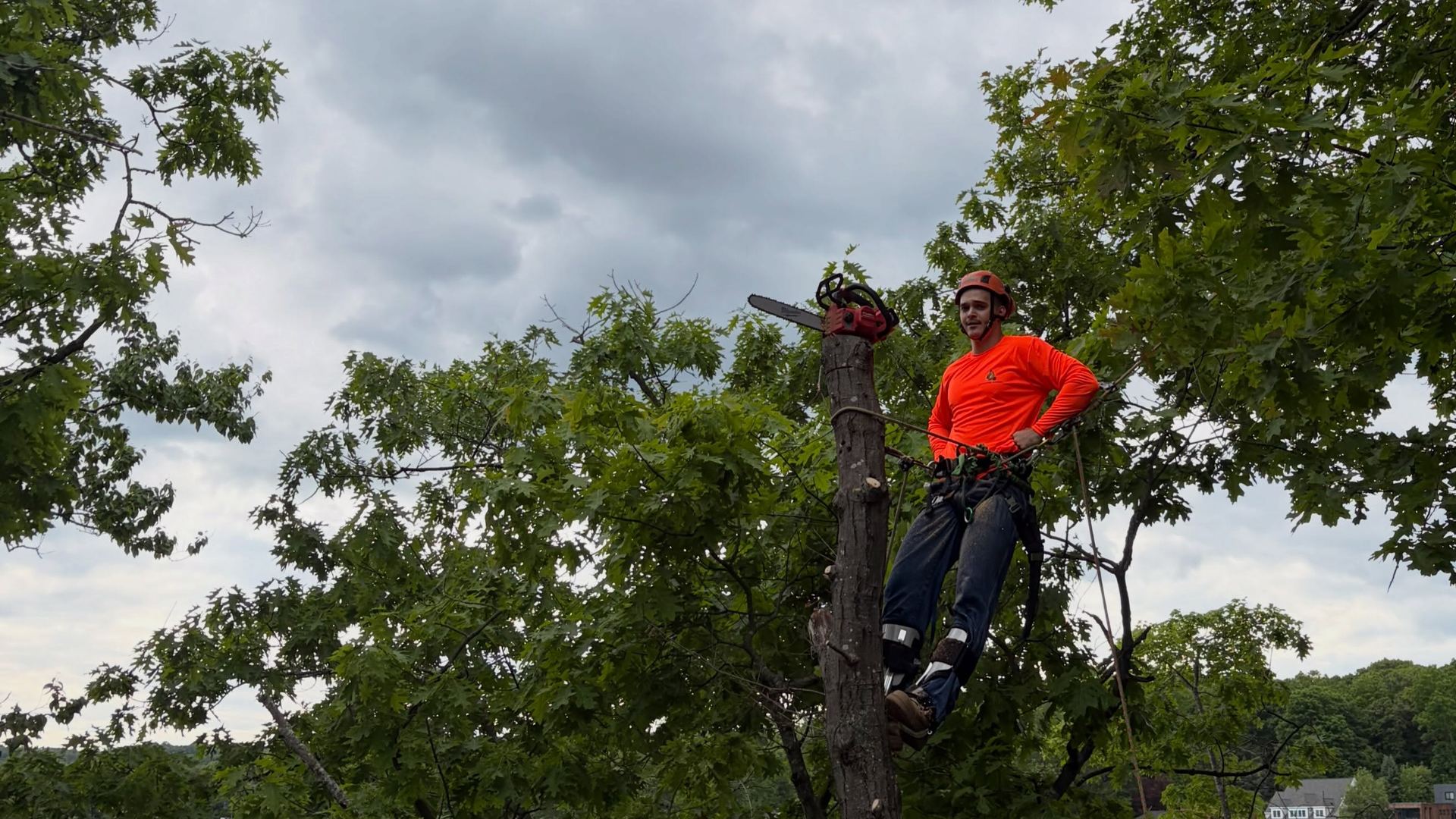 A Nichols Tree Removal climber in an orange shirt, tied in at the top of a spar with his saw on his harness, a lake and wooded shore behind him.