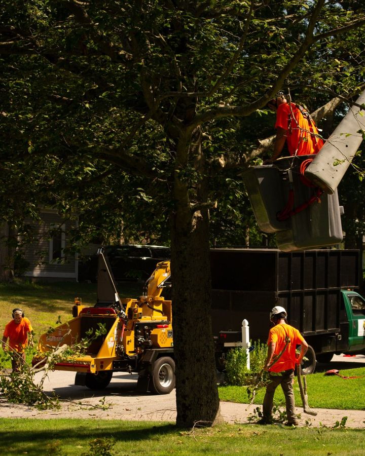 A crew member in orange up in the bucket working through a shade tree, the ground crew and the chipper on the street below.