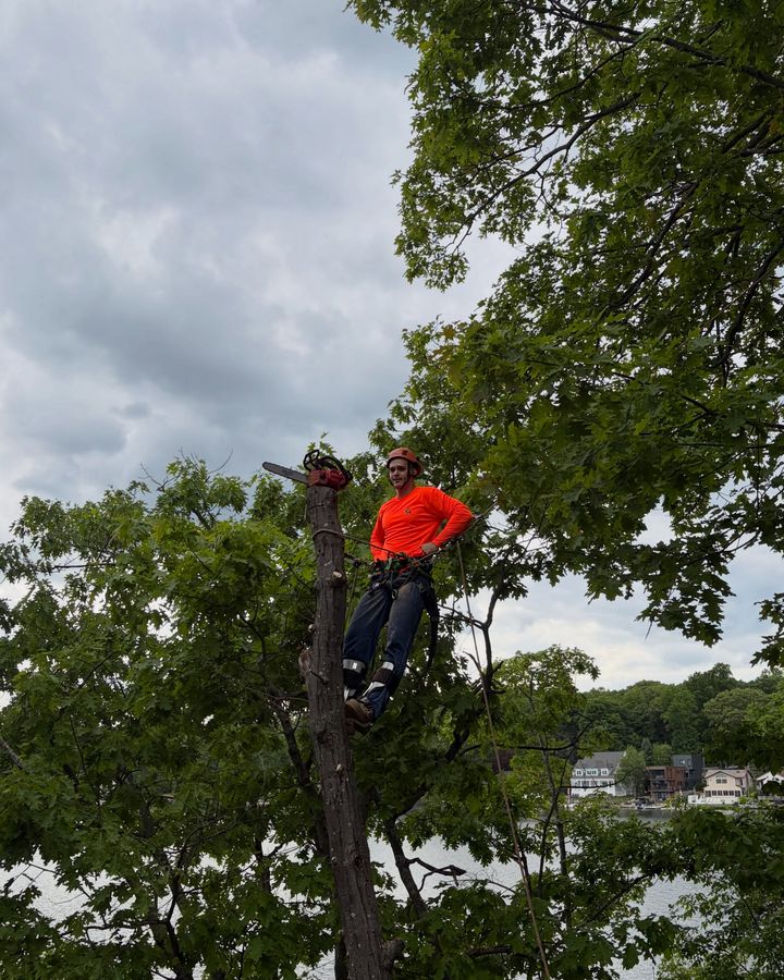 A climber in an orange shirt tied in at the top of a spar, chainsaw hanging from his harness, the lake behind him.