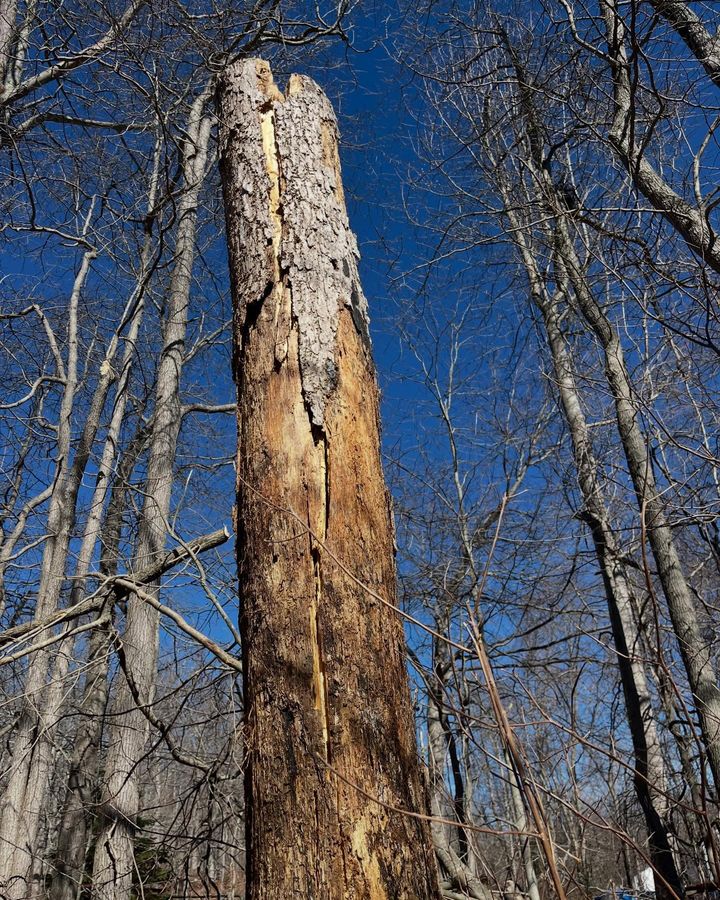 A tall dead snag, the bark gone and the wood split and weathered, against a clear blue sky.
