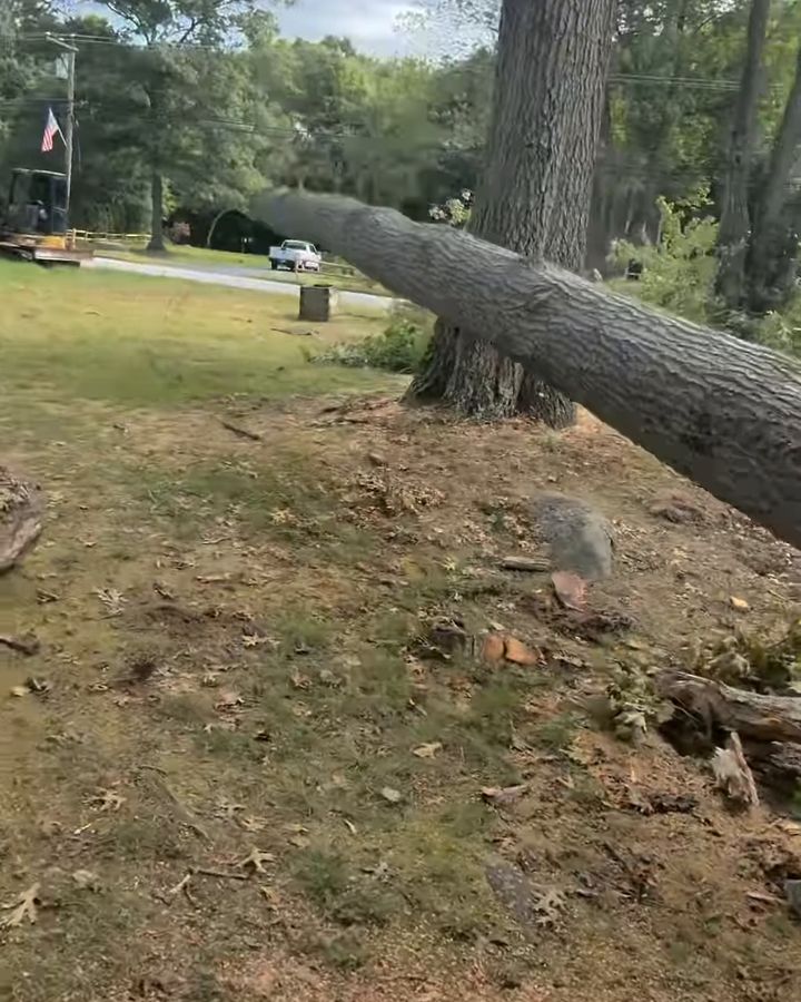 A tall tree part way through its fall across a lawn, the notch cut clean on the stump side.