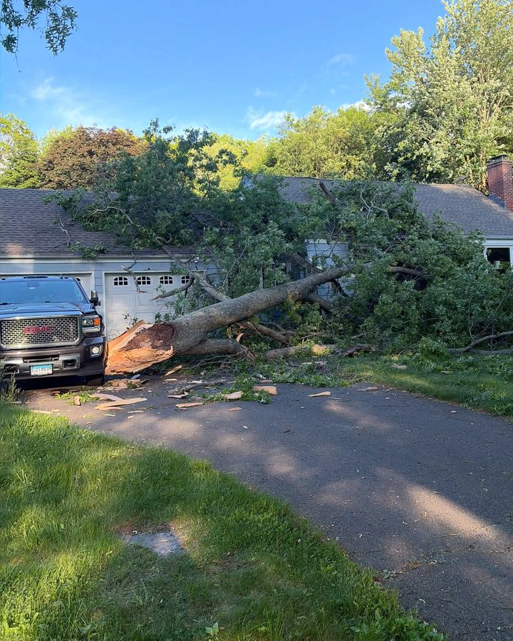 A large tree down across a house roof and a driveway after a windstorm, its root end beside a parked pickup.