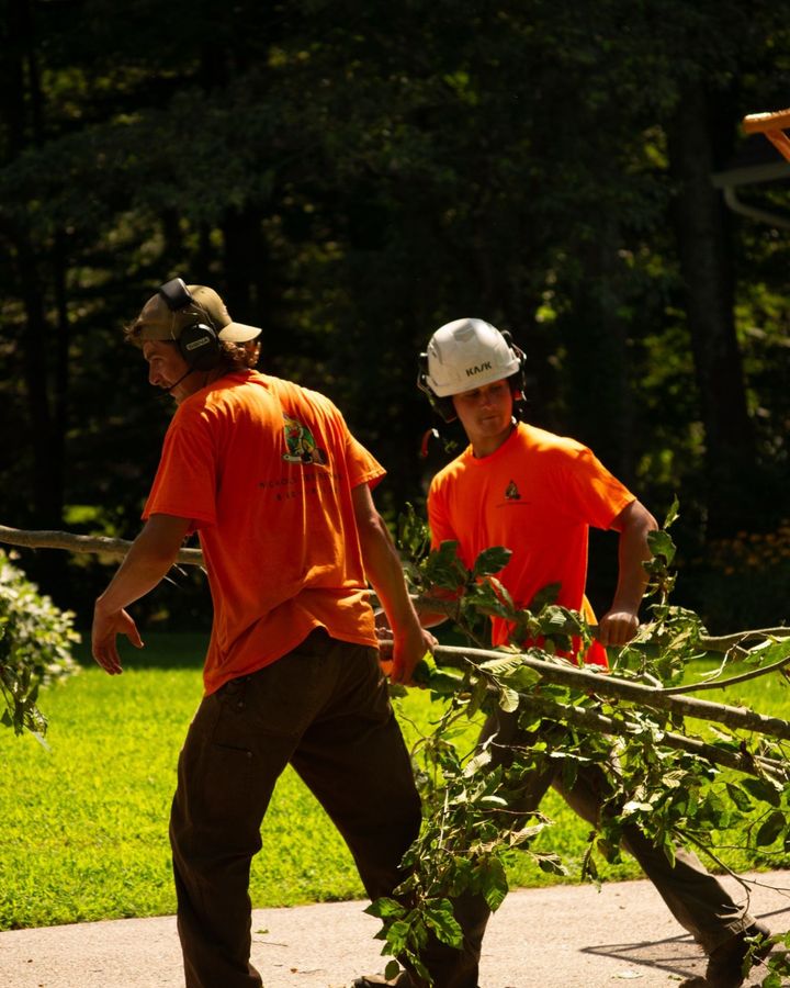 Two Nichols Tree Removal crew members in orange shirts carrying a cut limb across a lawn, one in a helmet and ear defenders, the duck logo and the phone number on the other's back.